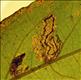 0068 (4.035) Stigmella salicis